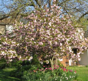 Spring Blooms in the Orchards